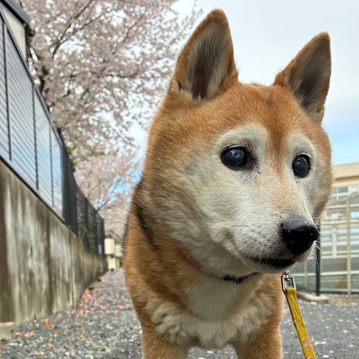 4677f0e4 0ab3 4caf a8f7 a374edf5d85d 1775346860299