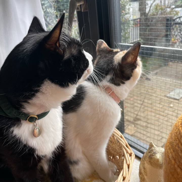 4680f67b 1177 45c0 9b81 a99eb33a3b15 1742430850713