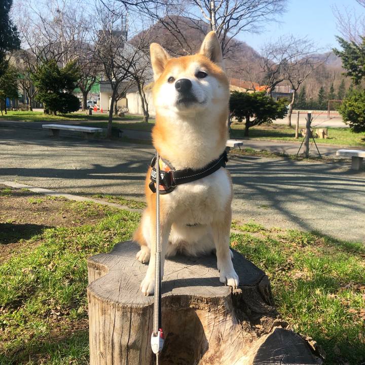 468287bc 1df4 49ac a7bb 589a9b66d9c5 1555901207581