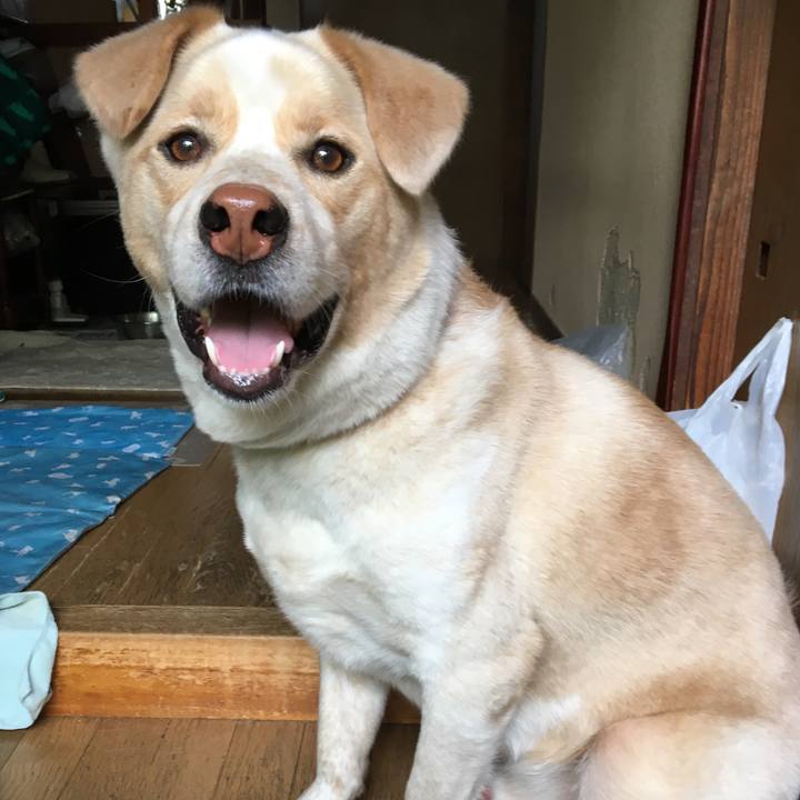 468a22cd 2398 49c7 ad00 19b28fe27f6c 1526771039184