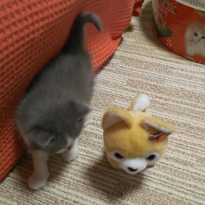 468ab644 8e87 4782 a6d0 dcc387f8b120 1558306129349