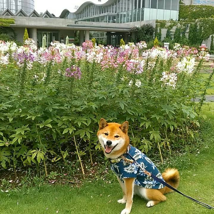 468ceacc 7a41 40ef b0bd b7c598957115 1561881127258