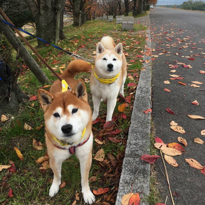 468d8826 2e6b 483a 829b 6bdd349ff39f 1511674120548