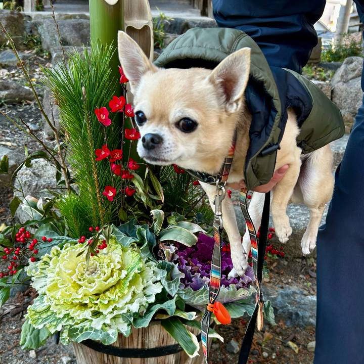 468f7080 de08 481f bbaa 1a80c80d064d 1767325190190