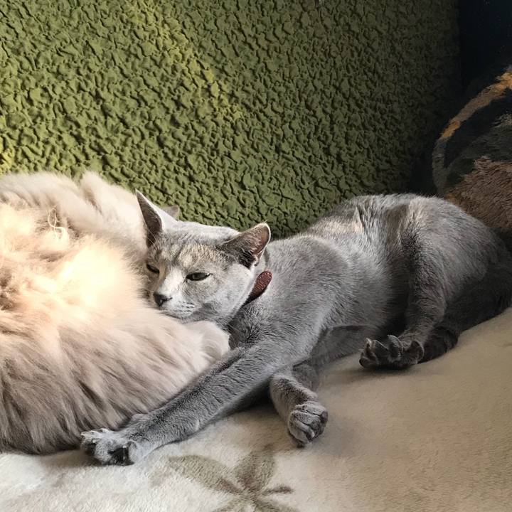 4690de66 5f2c 4a19 9a5e a0b9a640bfb3 1526465758597