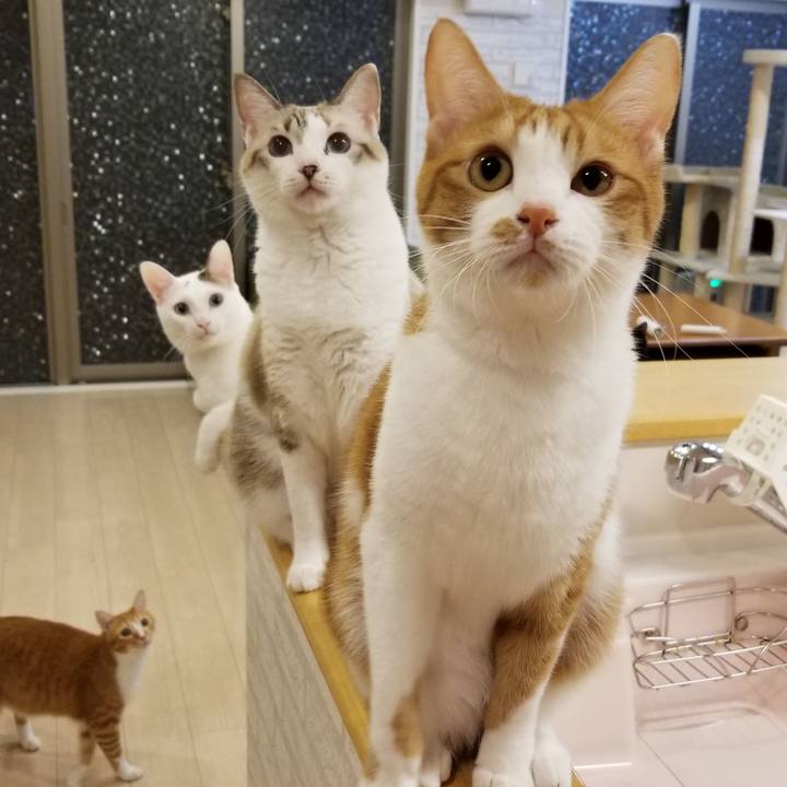 4691a4b5 9da5 4be6 b467 d53428c39012 1536931887014