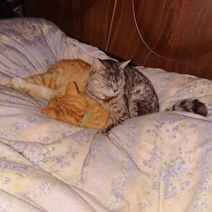 4692b673 33f5 4e8e a8aa e3b05a0fa543 1583419830865