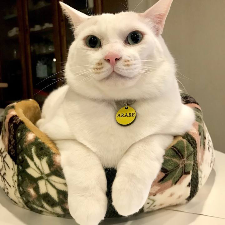 4696737b 9b09 4244 84fa 3ad12a096080 1546736745483