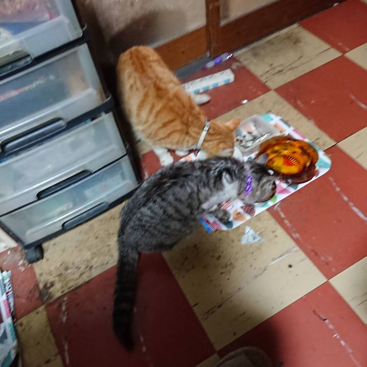 469b4f52 6df1 41ea 8a13 c362138ed9bf 1589229059021