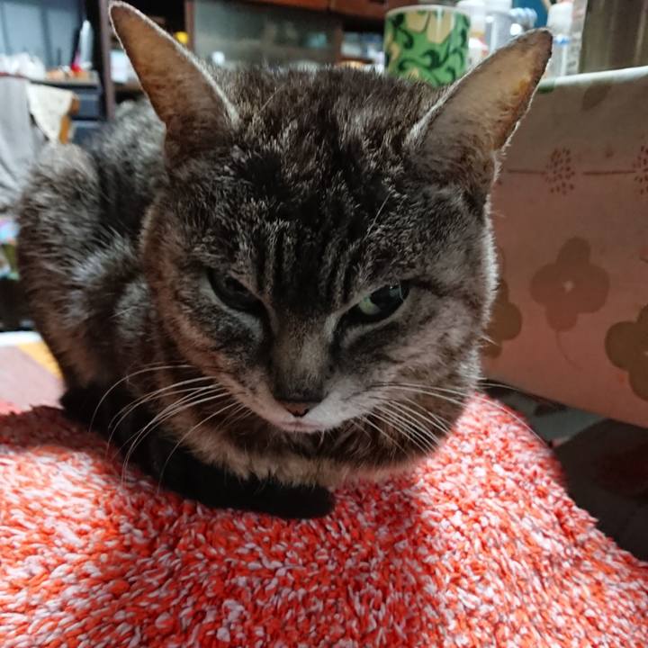 469d5f54 47c2 4456 acdd f48b295a5c3a 1557865566564