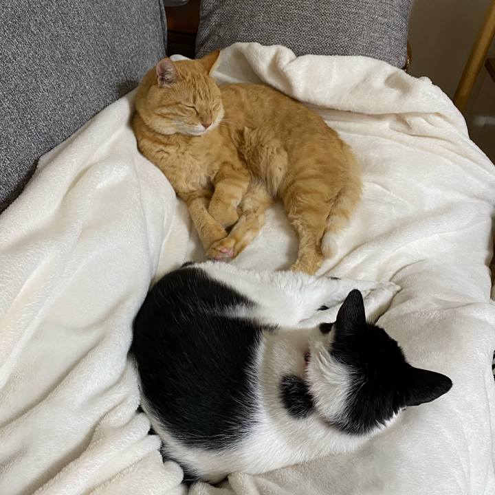 46a034aa fa12 41fa a56d bdb81d7f419c 1632706790623