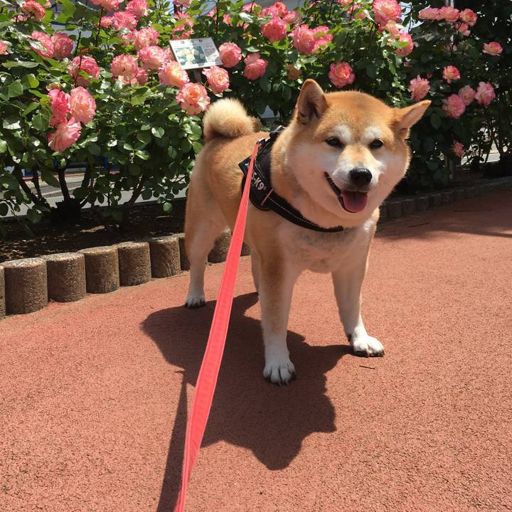 46a2def0 de0c 414f 9ec3 50bf7b3bb931 1620096305910