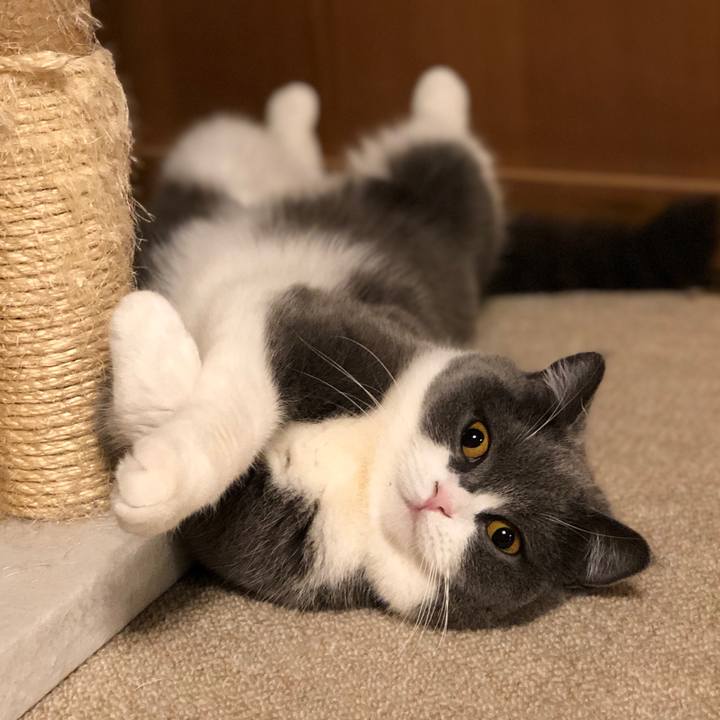 46a4f87d 4f12 45c9 aad9 40c4c3c73e3e 1555321105132