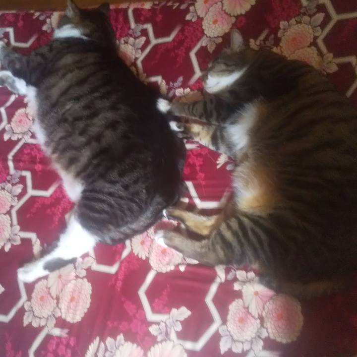 46a6166e 0a8b 4e32 9c6e ec919b22483d 1753511691848