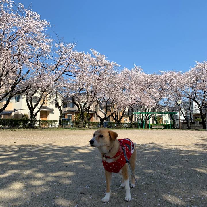 46a62e78 cd67 4884 ba22 9f6d9dc92271 1586044844263