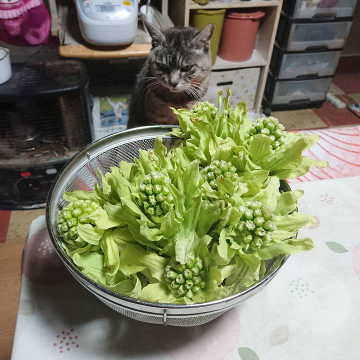 46a68ed1 5e44 4083 93ae 5c63c22622df 1584263087664