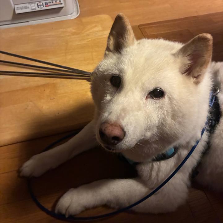 46a6f9ab d9be 40cd aca7 c7a572eee5e1 1773836985211