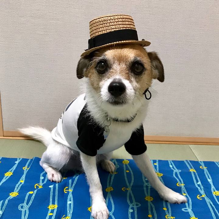 46a80b0e 3874 40a4 a2de ab0fae23e3e8 1564370786075