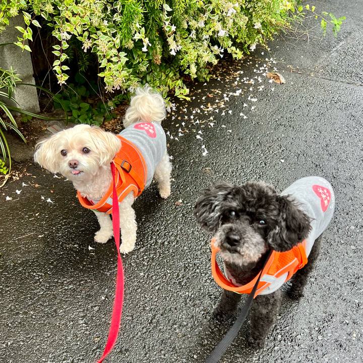 46ab08cc b4eb 4ecb 9e15 5b2a5f8272c7 1760603412692