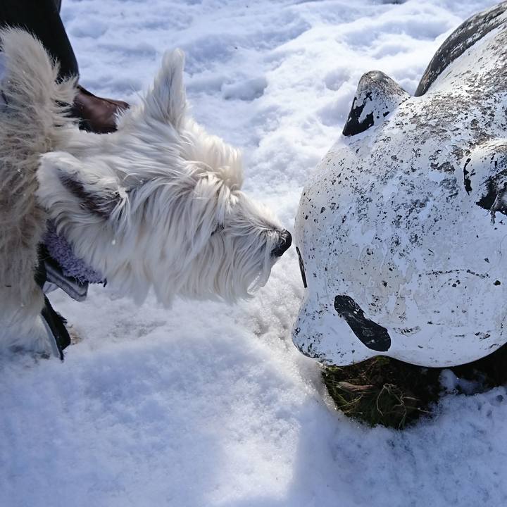 46acacf3 2949 4138 b127 df5d4f0969a9 1514903621401