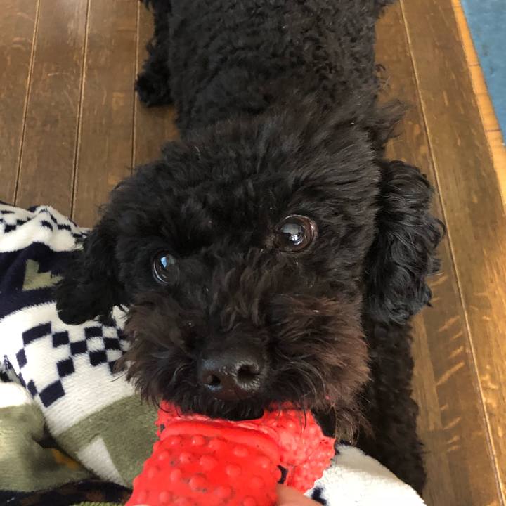 46b0bdc3 f449 4049 b785 ae66d6f2c70b 1517782932083