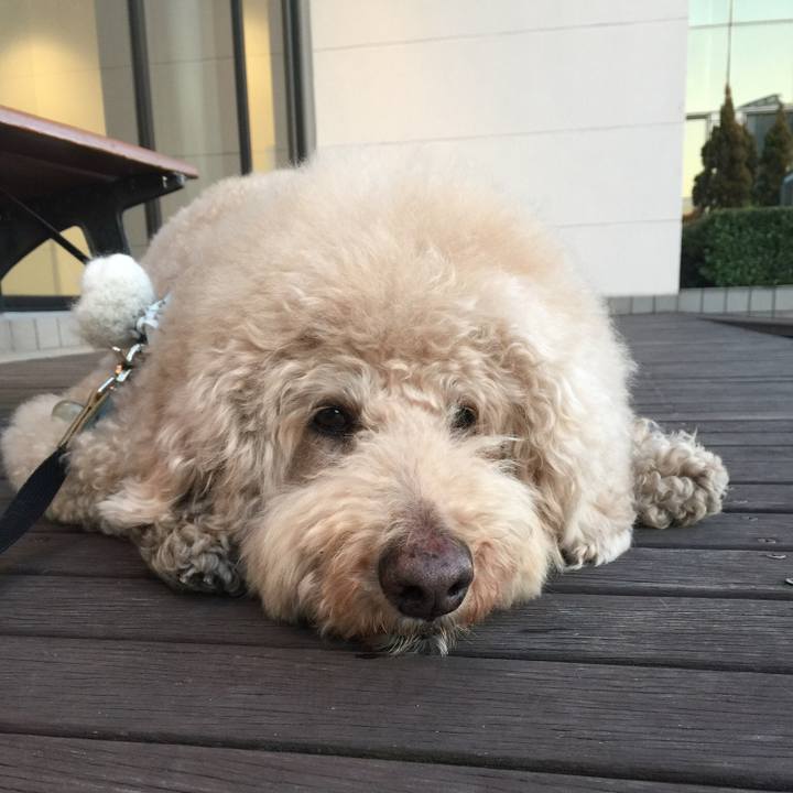 46b59315 62f6 4db3 9045 6e3813165d08 1543239786576