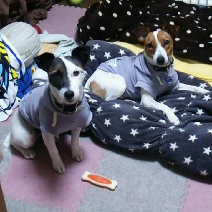 46b99b15 7f02 432f 99aa 74fbf492c4a2 1544447873625