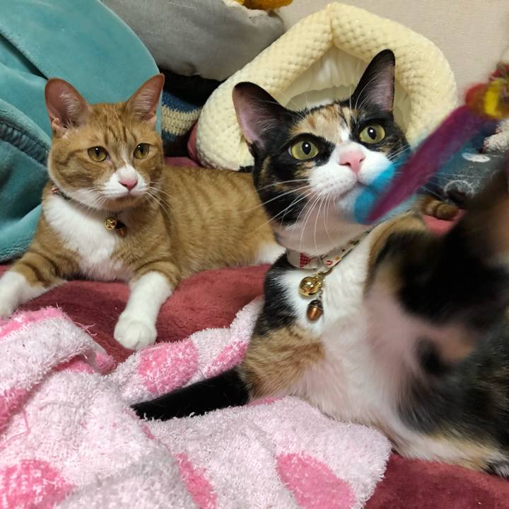 46ba8448 bdb5 40e2 8af8 4b8a320b1ca5 1576669466678