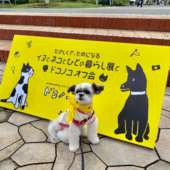 46bcb5fc c30c 4d82 b156 548374daaff8 1560026944095