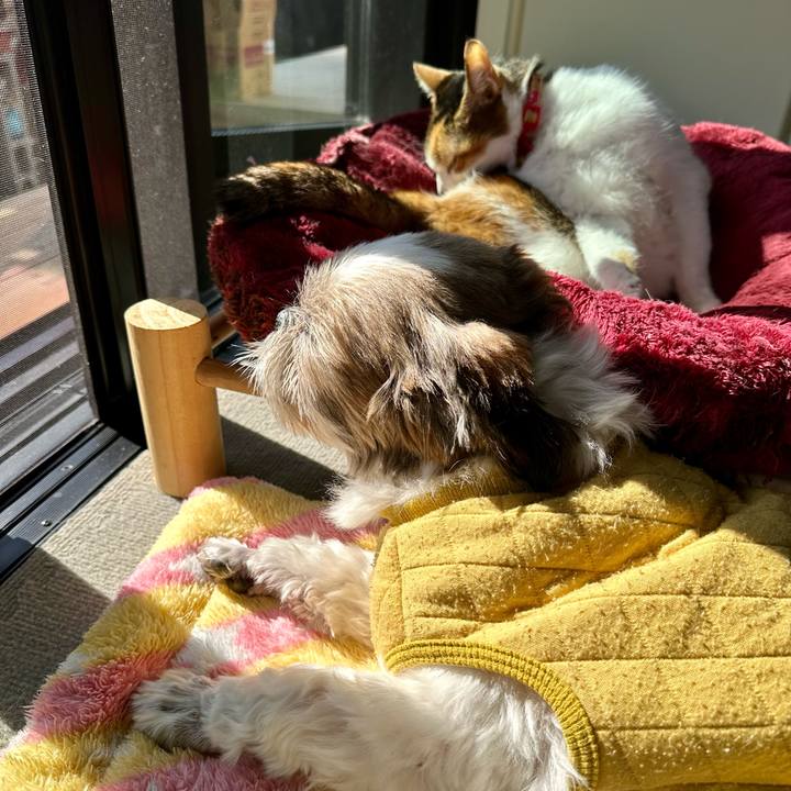 46c0a207 db62 4663 809e cac9ec7eeeae 1699061411866