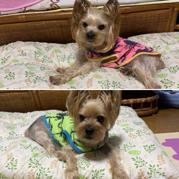 46c1d037 efaa 484c aaa0 381ceda062fa 1652520972537