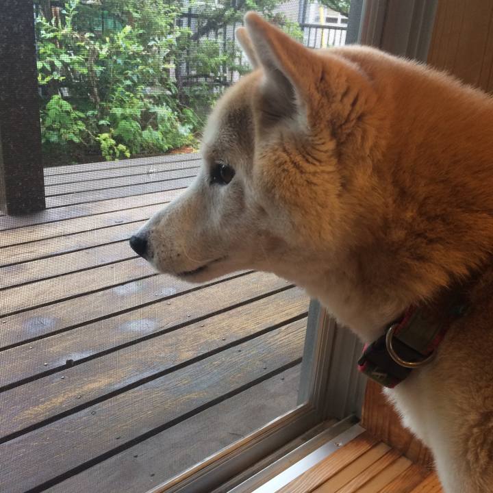 46c1e4f3 2721 43d6 8da9 ebcc942f4359 1561539773987