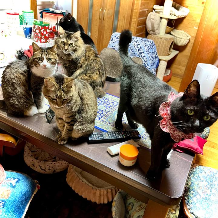 46c3bfb0 b163 40d9 aa03 51f5d71a3c51 1763037754284