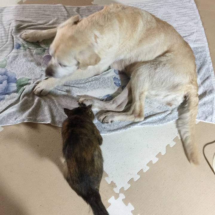 46c51bb9 27bc 41b2 ab0a b8534a065a5f 1530094257435