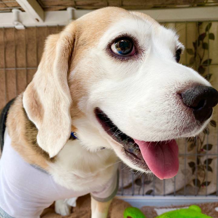 46c678e4 cd84 447b a025 809ef2a556da 1589772600953