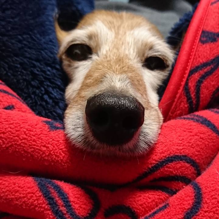 46cbc71a 95e0 47b7 855e b1e40b52f7e1 1542652300768