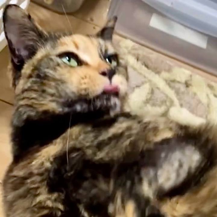 46cccdd4 0031 473c baac caab1ea5268d 1739303075305