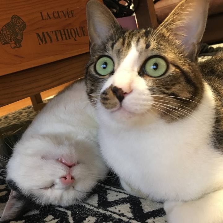 46cce902 28c2 4d96 9cbf 858e6cda402e 1550324563873