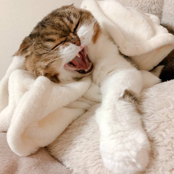 46cd4582 3718 4c37 8f14 f735861d75e1 1585660364662