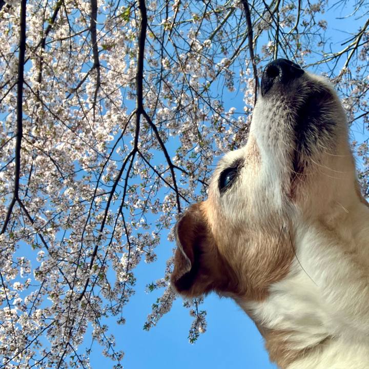 46cf52e7 90f9 4655 8857 d5a74b3a7ee0 1713069990682