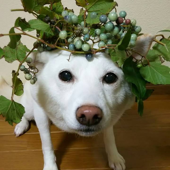 46cf9a5b cdd1 40fa acde bd5374637b6d 1573376386192