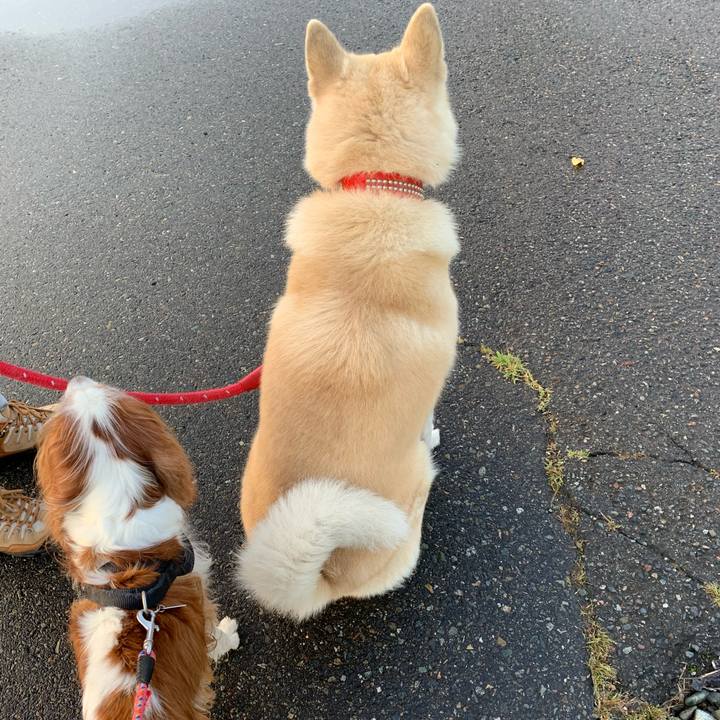 46cfa1e1 a078 4a1e a453 b5e740f4b558 1601590309156