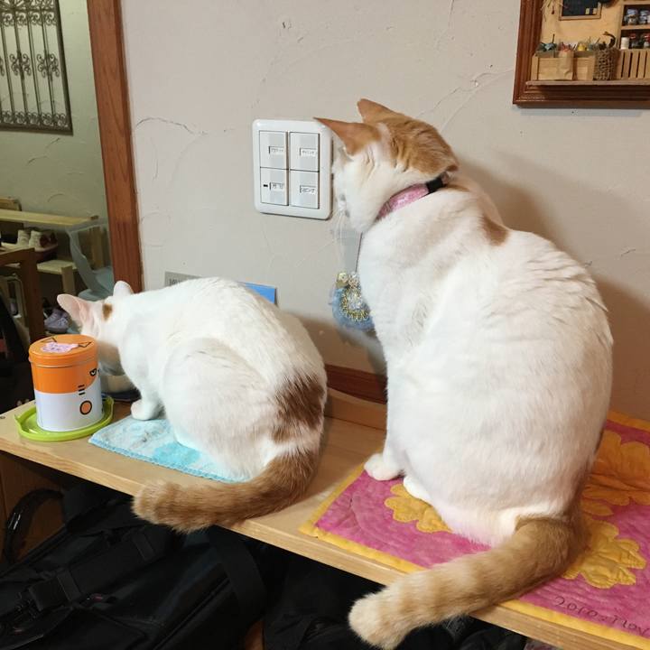 46d4551c df96 4483 ba24 42460009c319 1516188400504