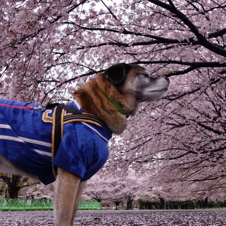 46dc4daf 29a8 4082 ab8c 17591ce7241a 1649031848207