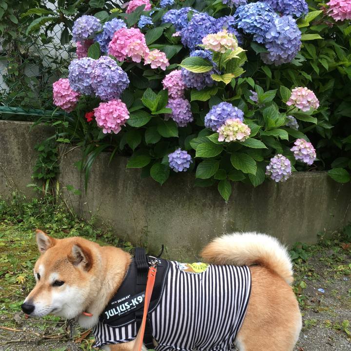 46dc7e71 415e 4a84 acb1 e3c4f41ea219 1529012087801