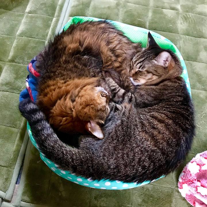 46deaa57 d3ee 44d6 a5e0 6ca38d7712aa 1538998126319