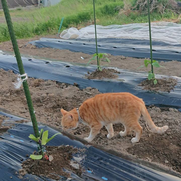 46df10ca 2a73 472c 881f 4287eda59667 1590658822854