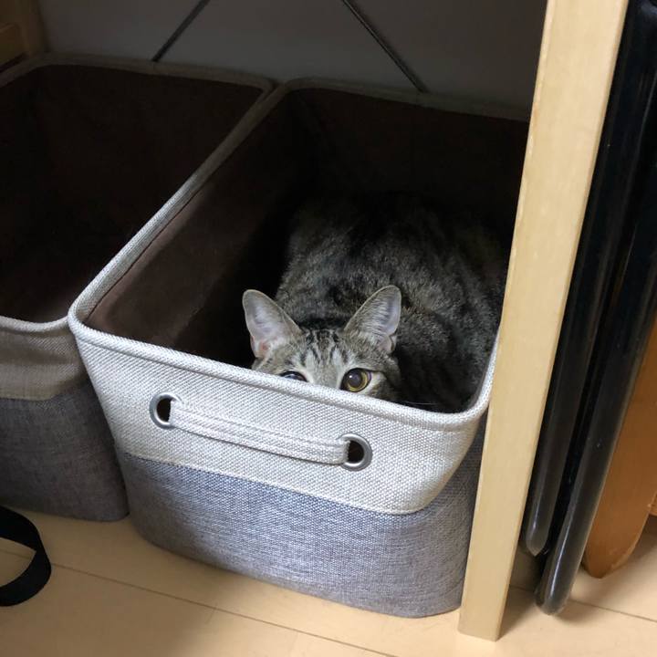 46e0b253 2690 4652 bfbb 4db9c0e32fce 1541328375479