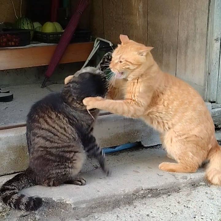 46e175ed 0fc2 4615 a5ae 51287545a122 1723289627792