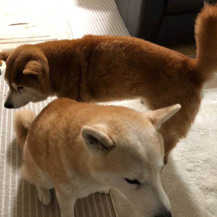 46e19e60 40ed 46cb bdd6 486a9913ce18 1551912181488